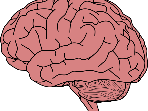 How Well Is Your Brain Doing? A New Scorecard Can Help You Find Out