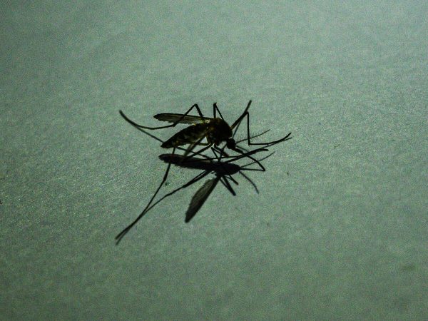 Malaria: Causes, Symptoms, and Treatment